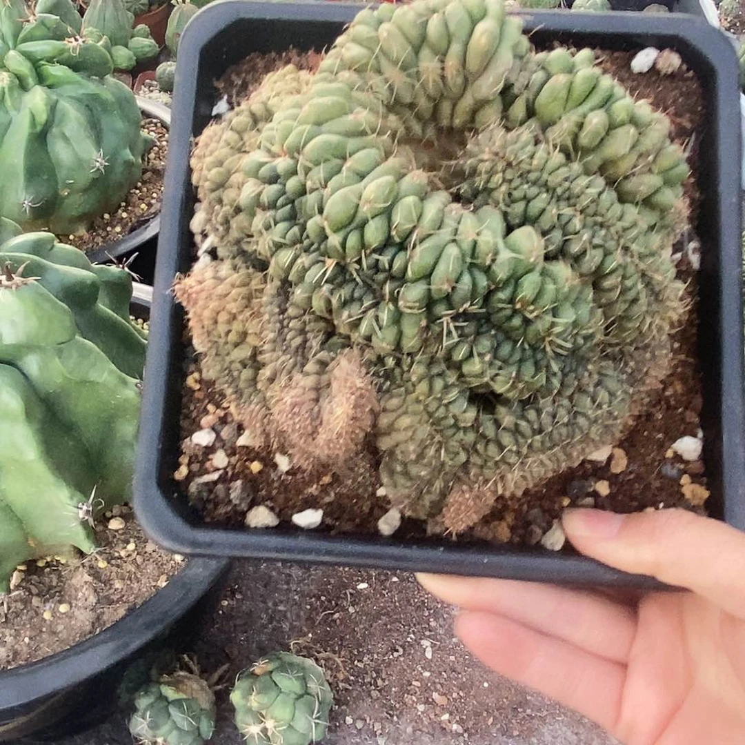 郝*花花草草花花草草