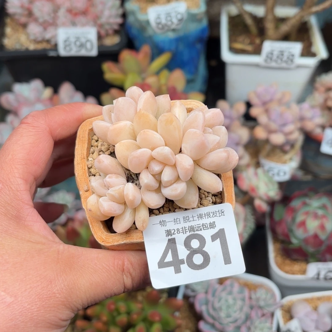 阮玲玉无盆土发货