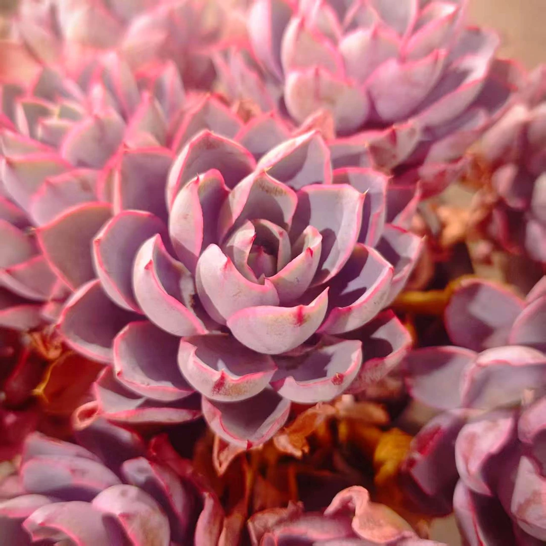 大号赫拉云大A1棚 梅子多肉 新手必备好看好养一单包邮