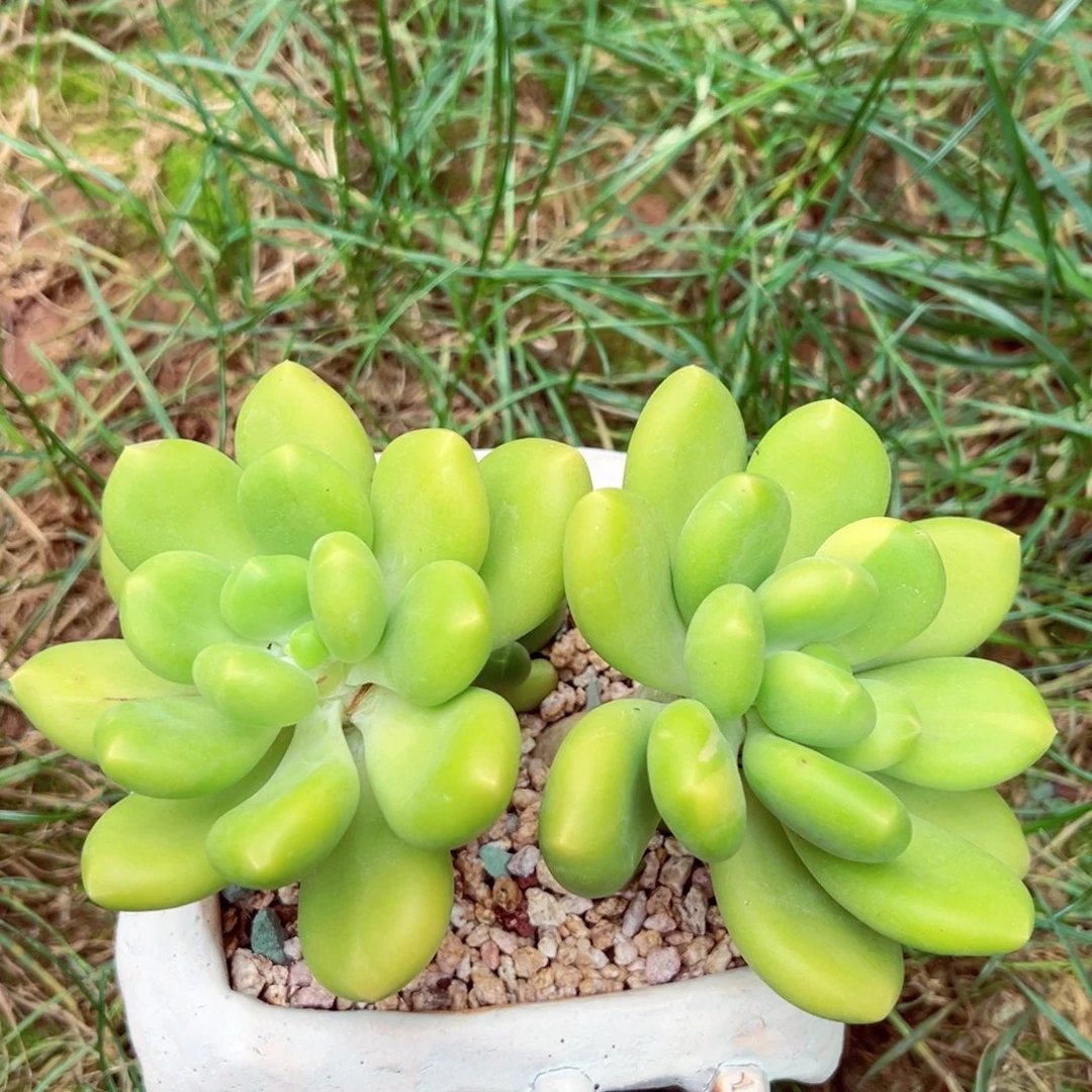 双头芒果老桩发货的
