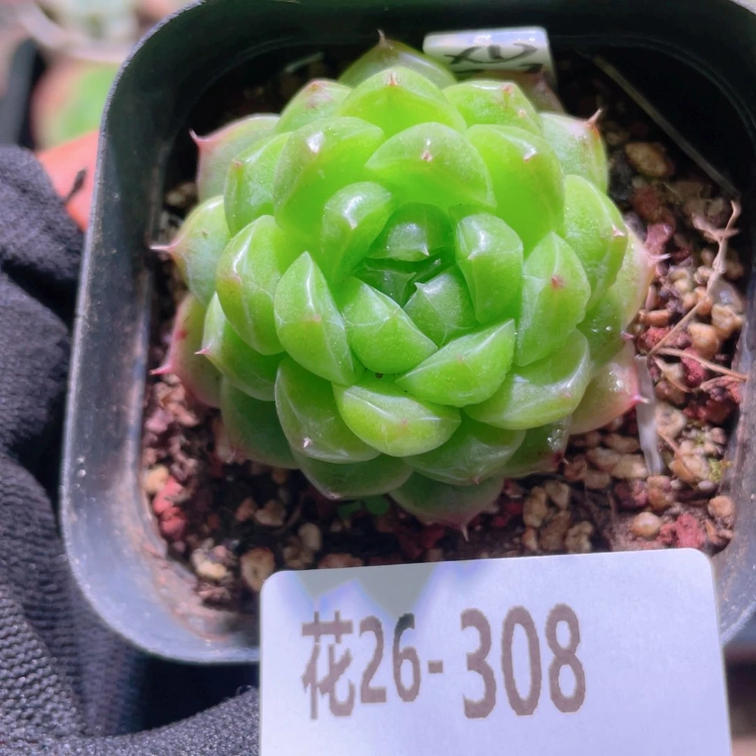 花利美26-308海王