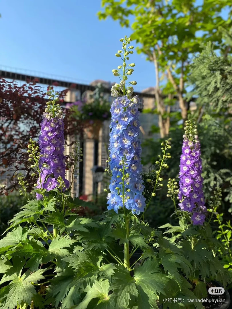 【混色大花飞燕草】110口径盆  （拍5盆包邮）宿根多年生庭院四季开