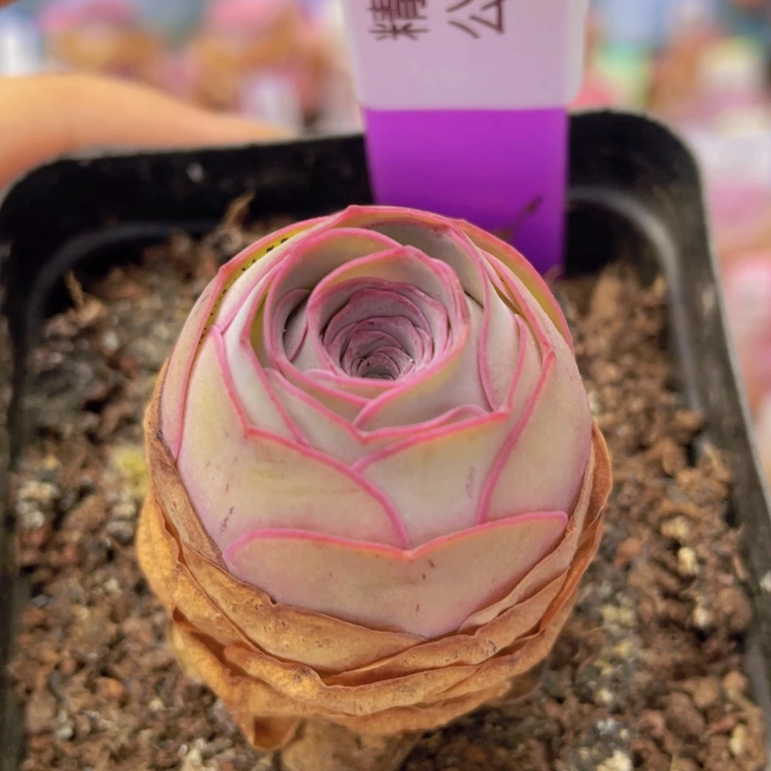 山地玫瑰精灵公主J590