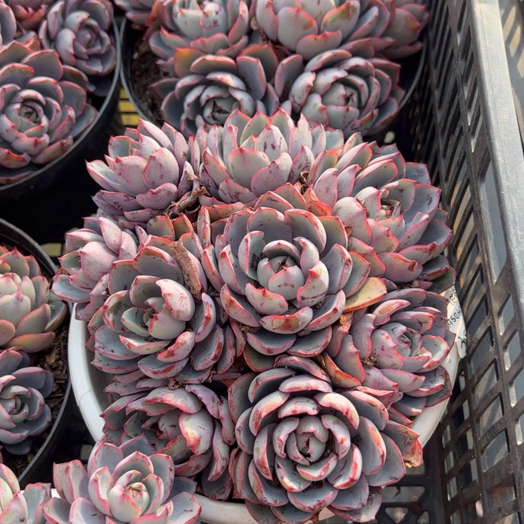 赫拉八头起手捧多肉
