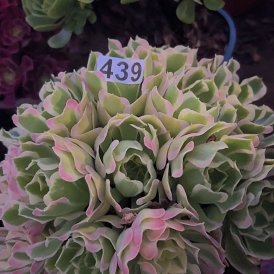 钱***多肉植物一个白凤