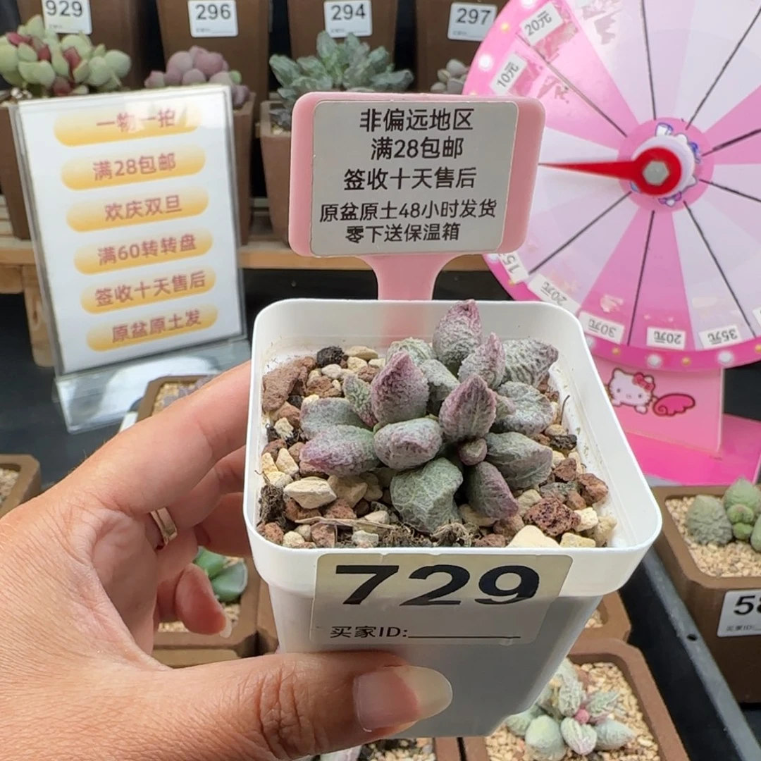 浪***。729融化纹猪肝补差多肉植物