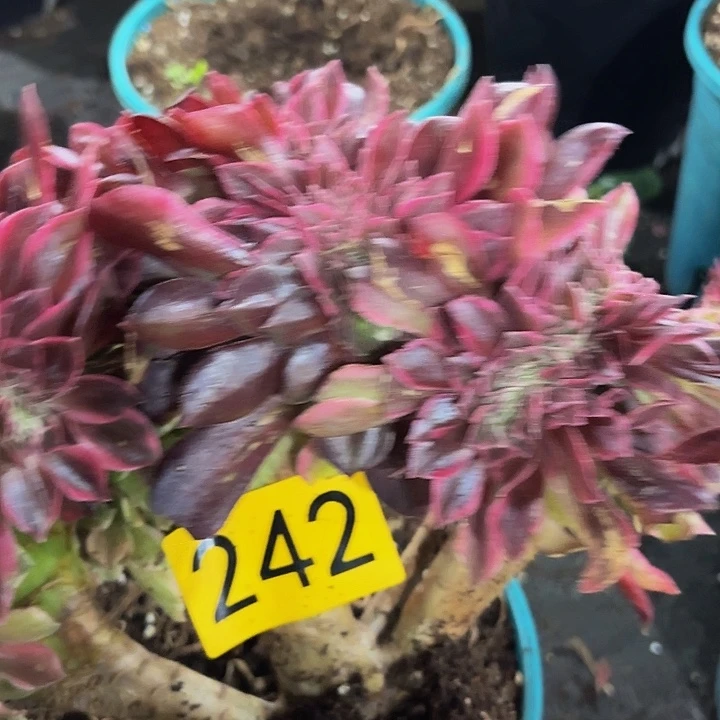 多肉植物福利242