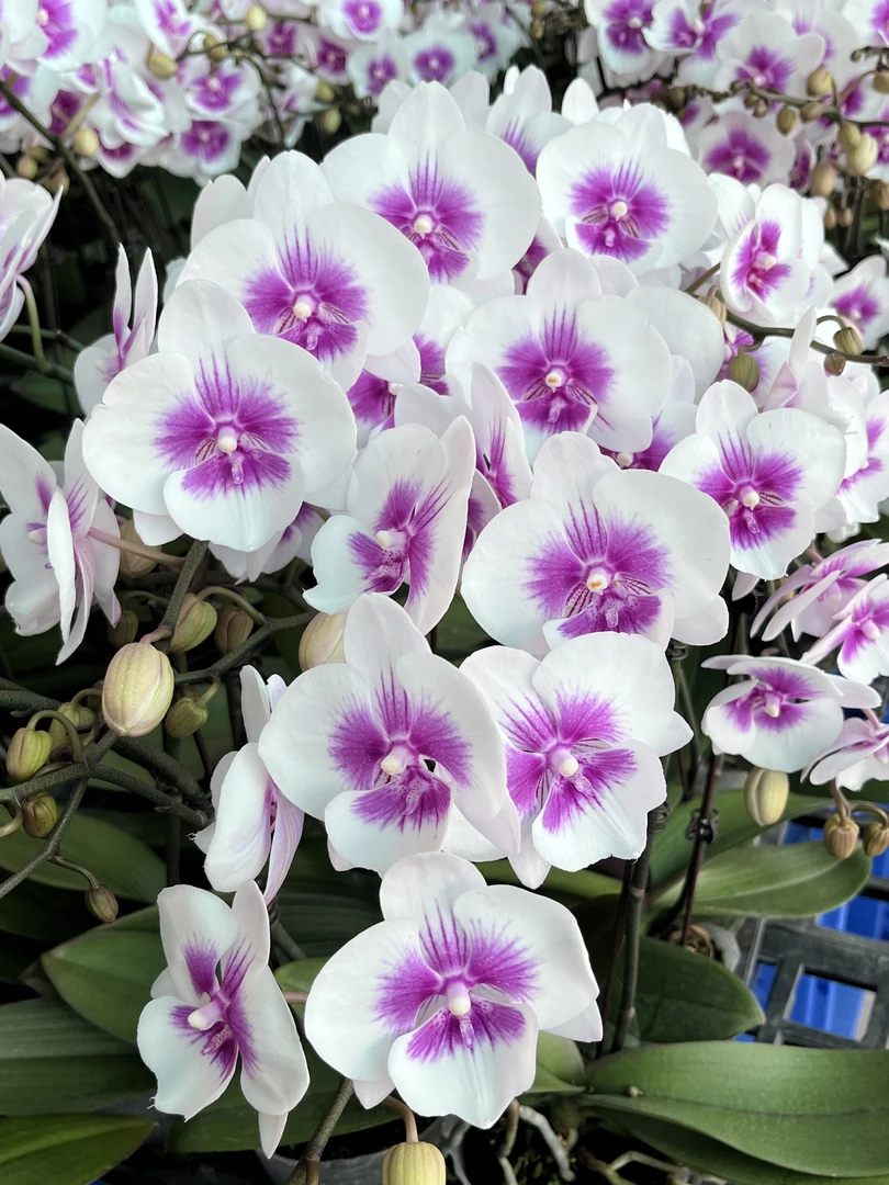 A10【凤凰鸟】高端精品蝴蝶兰室内花卉