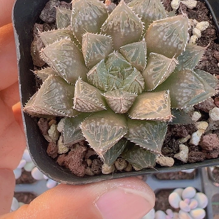 楼兰精品多肉植物大战