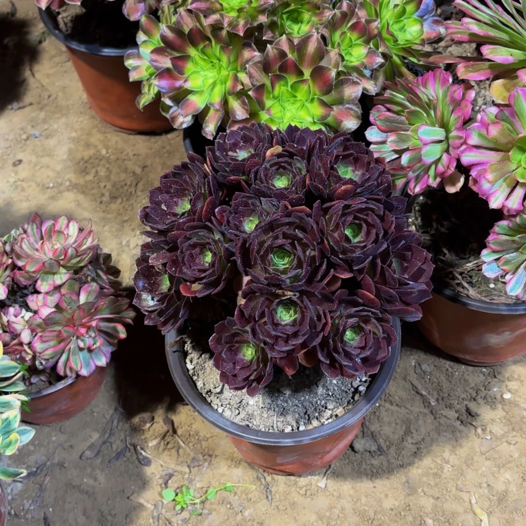 黑金玫瑰绣球9.9多肉植物