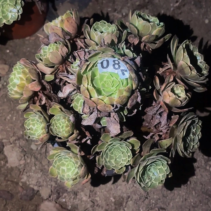 082孔雀翎多肉植物不售后