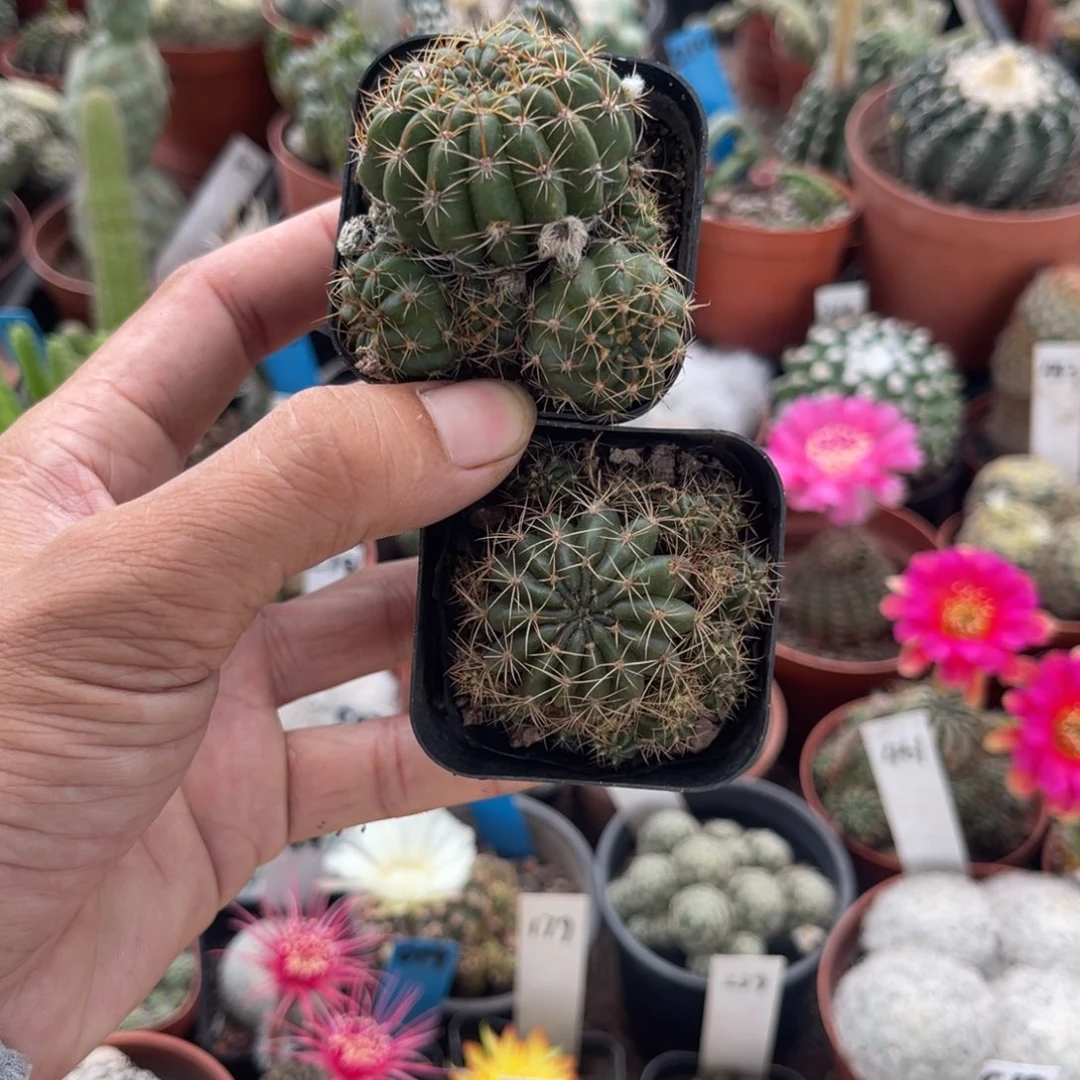 风***丽多肉植物仙人球系列