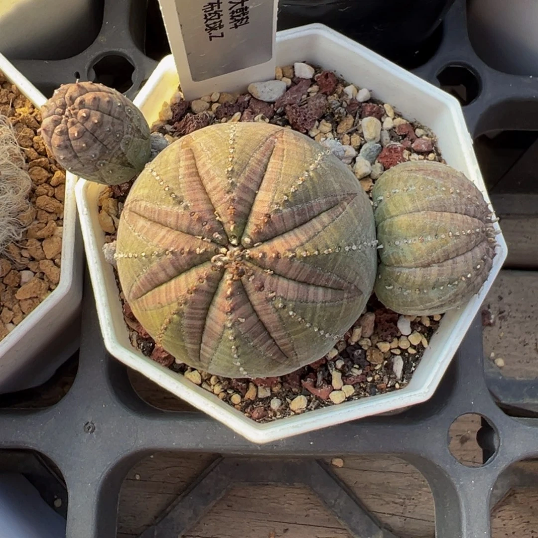 136自根布纹球多肉植物带盆土