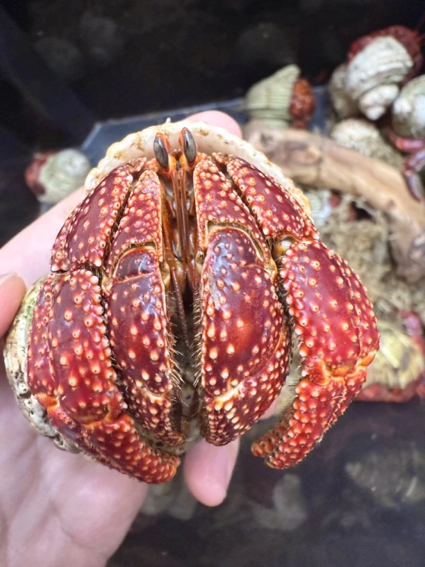 老粉专享宠物用品超大草莓寄居蟹