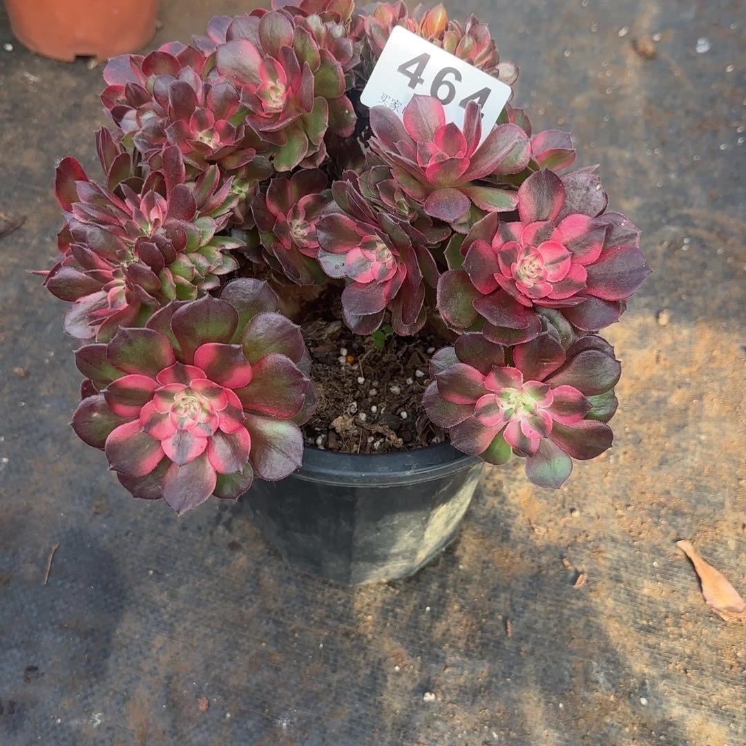 朵缀化多肉植物0464