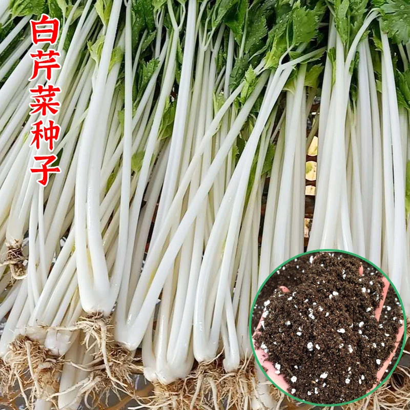 雪白芹菜种子四季阳台盆栽农家蔬菜孑