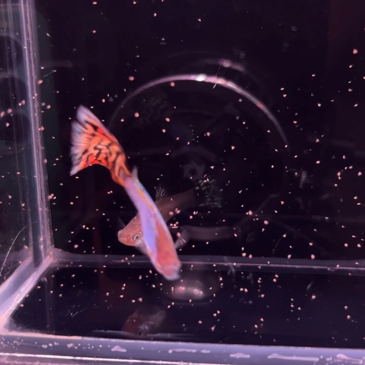 孔雀鱼新加兰马赛克1对