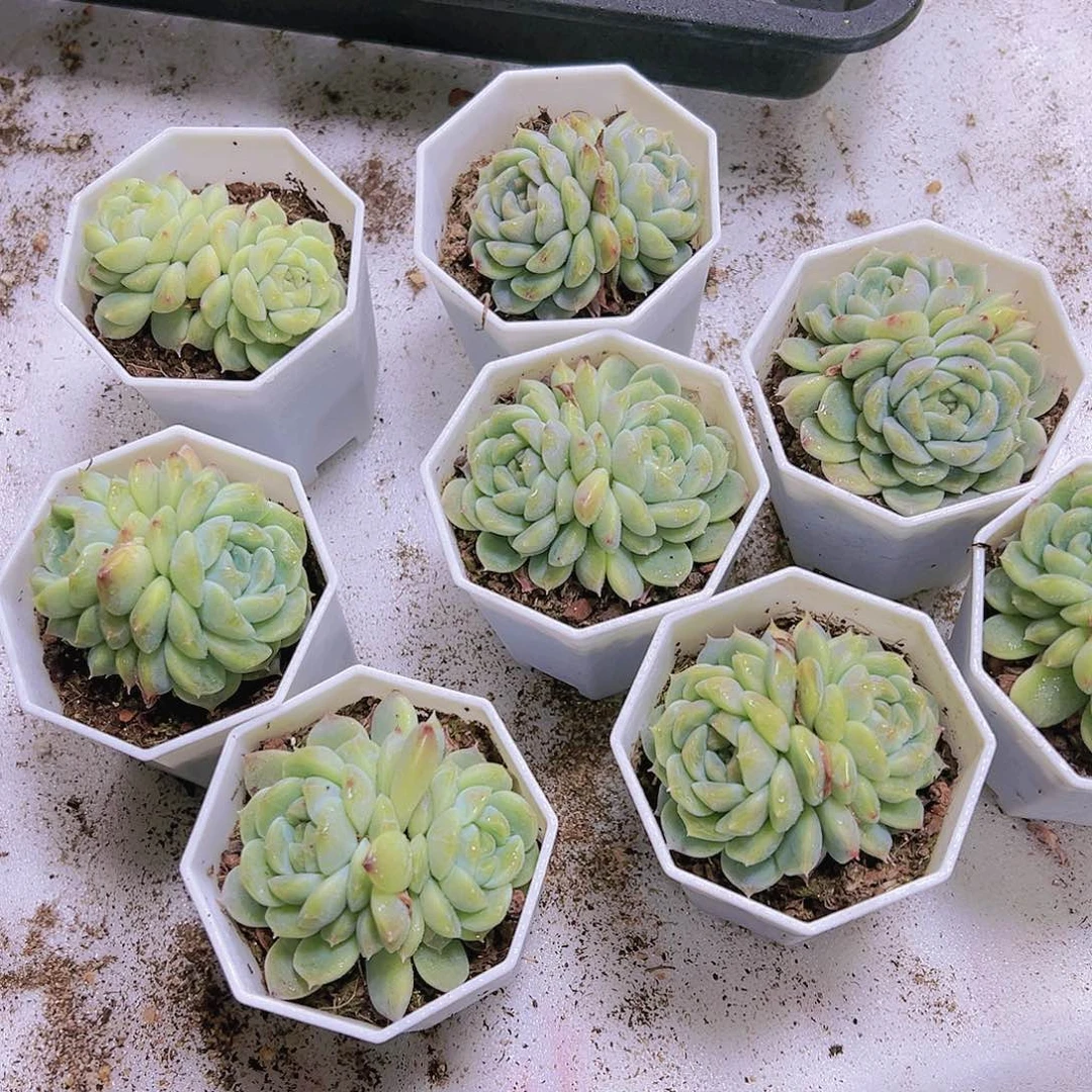 绿钻冰魄多肉19包邮