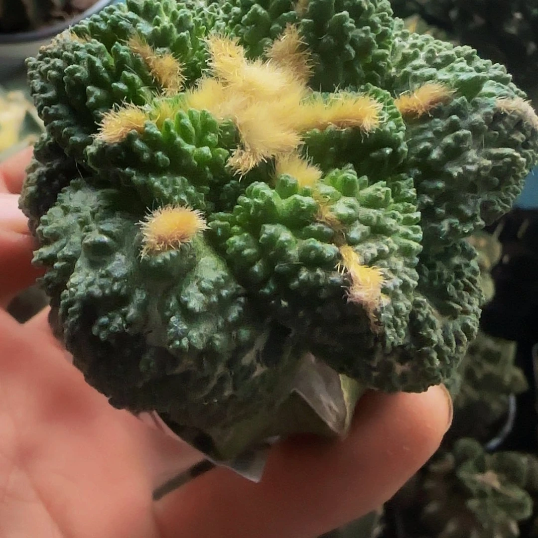 龟甲哥090仙人球开花