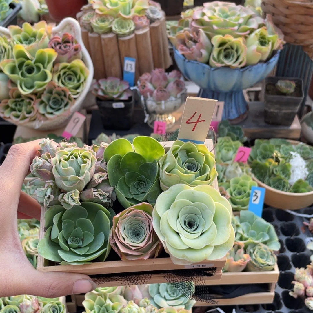 雪****多肉植物山地玫瑰135木盒