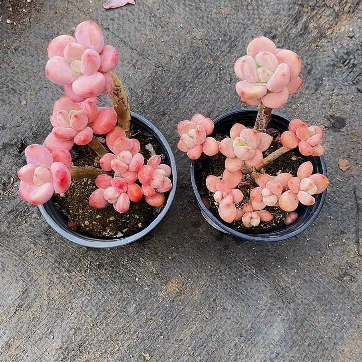 闪购红洛神1棵39.99