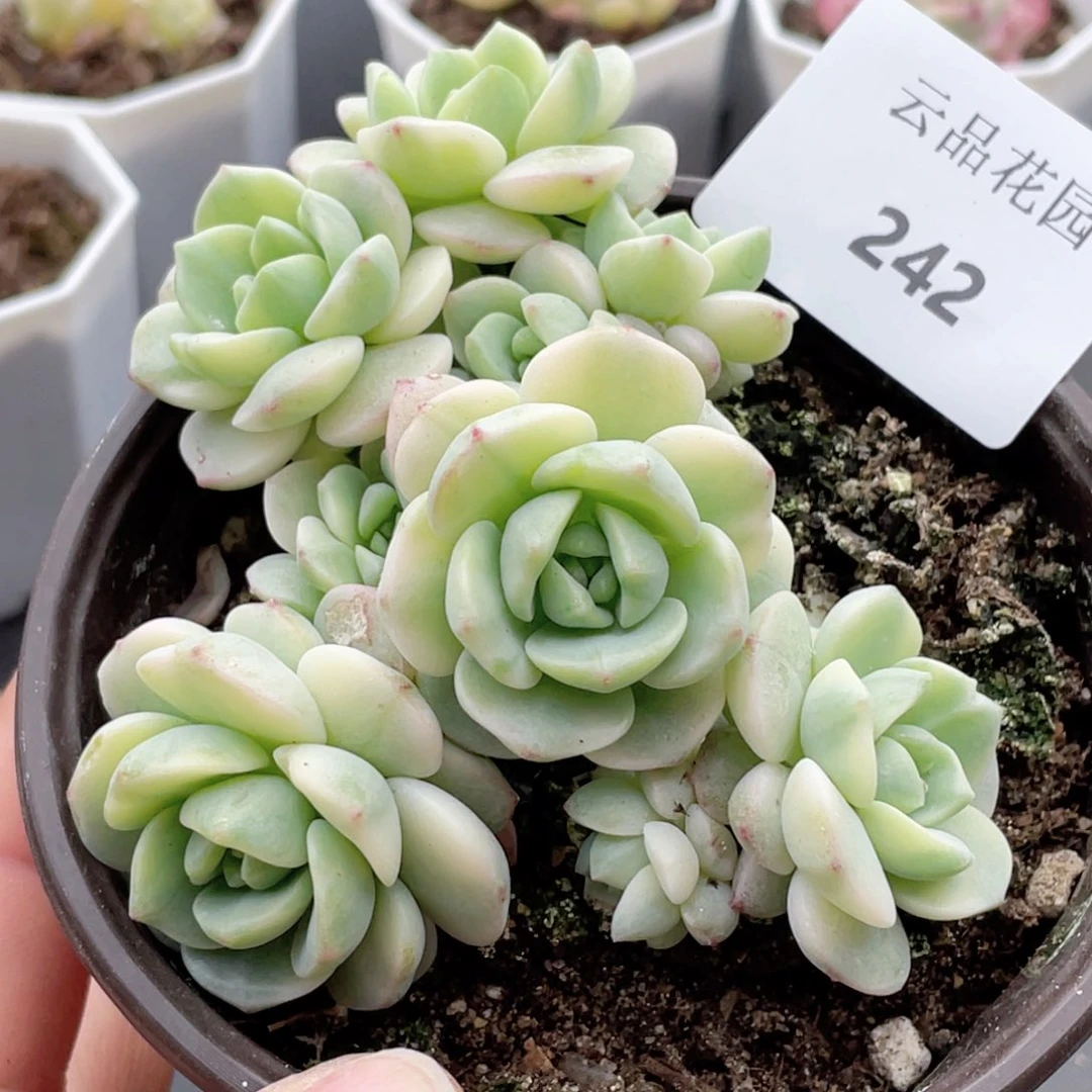 242号糖心冰心珍妮 香草锦有砍