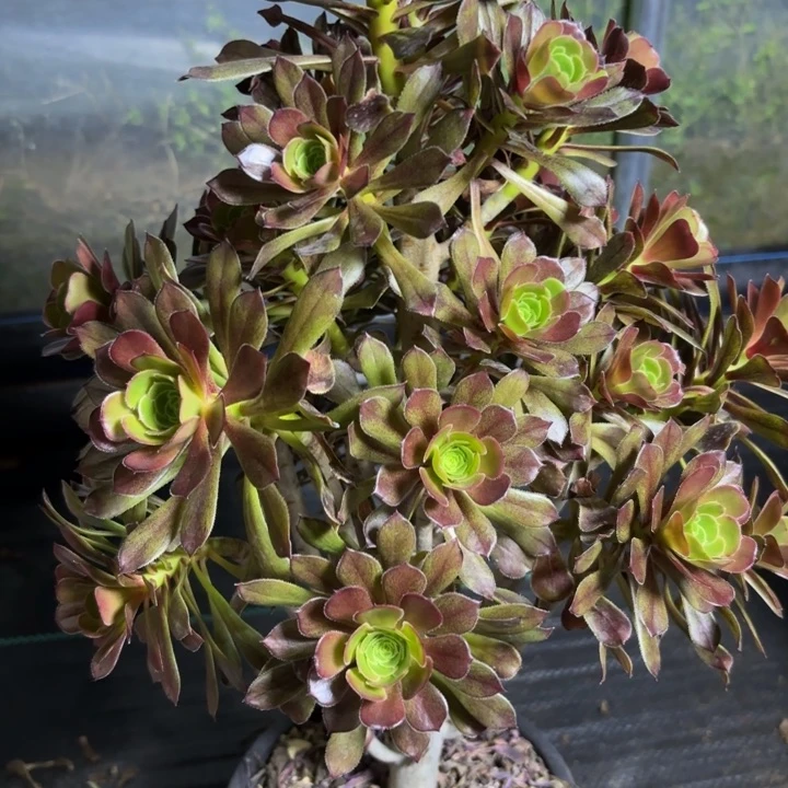 瑞妈一物一拍796