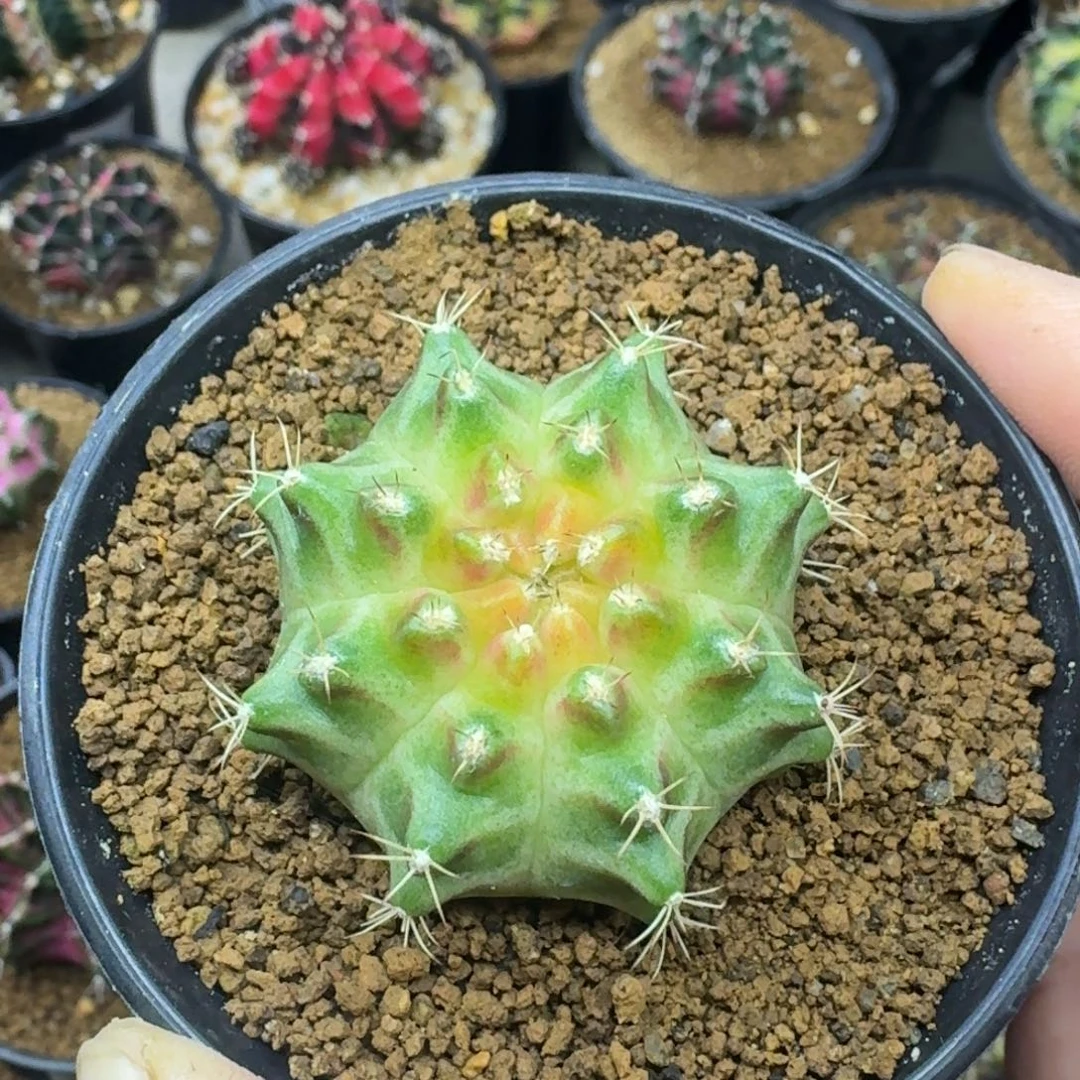 无花朵轮回实生哈