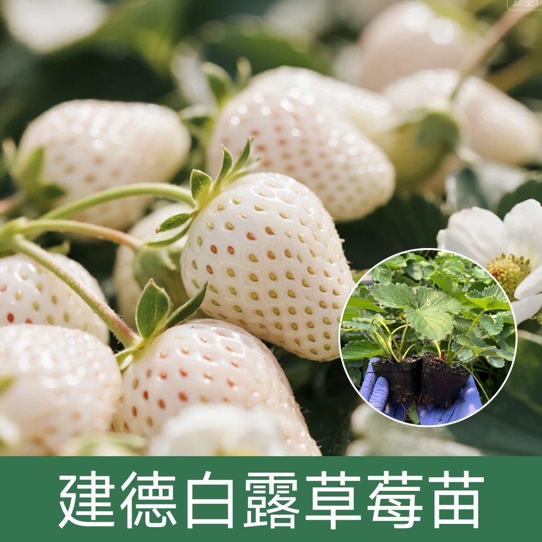 【建德白露草莓苗钵苗】白色草莓阳台庭院易种植贵价水果