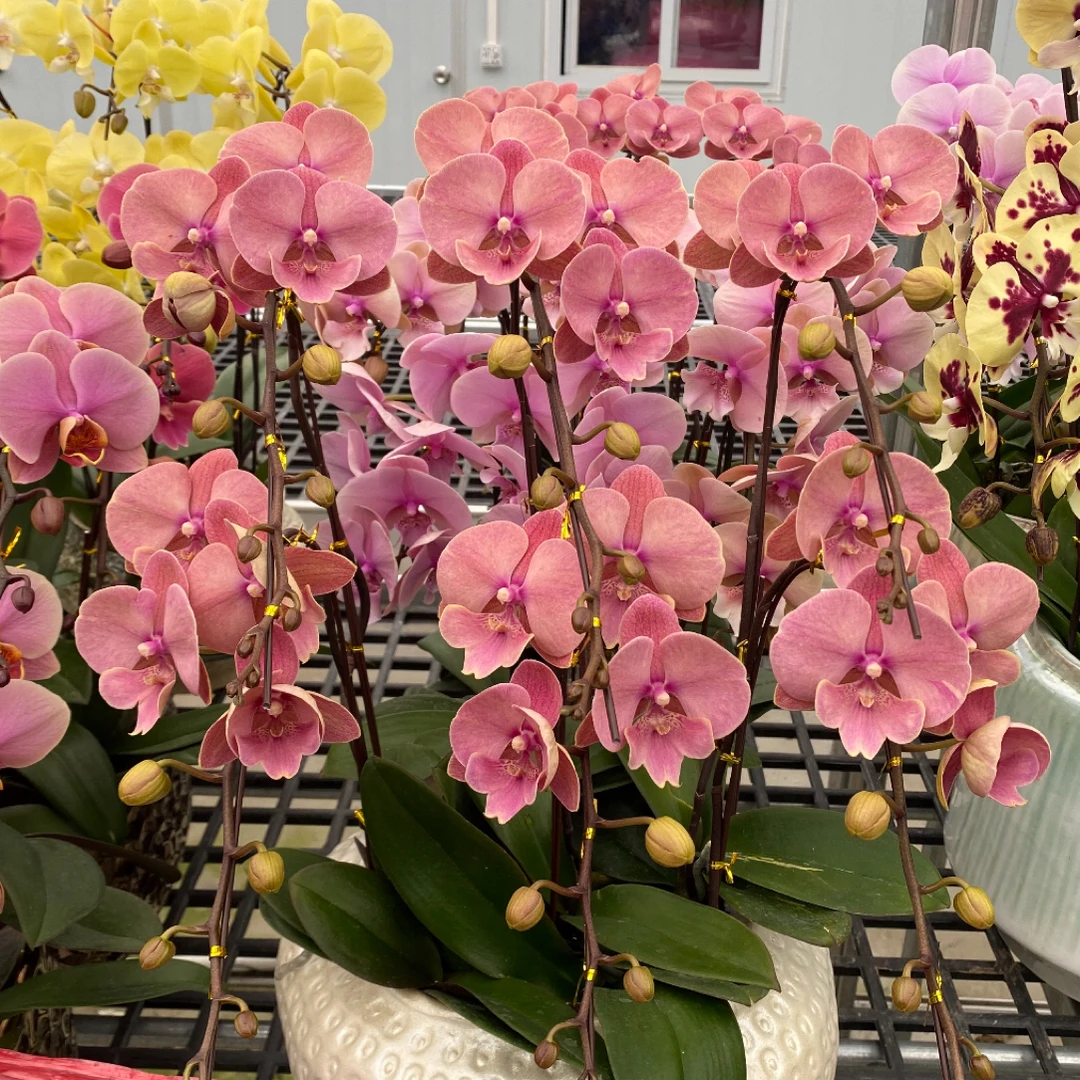 朝日出云蝴蝶兰出梗苗发货3.0寸杯不拍保温冻坏不赔