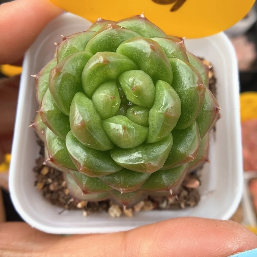 灯泡珍妮4021号。