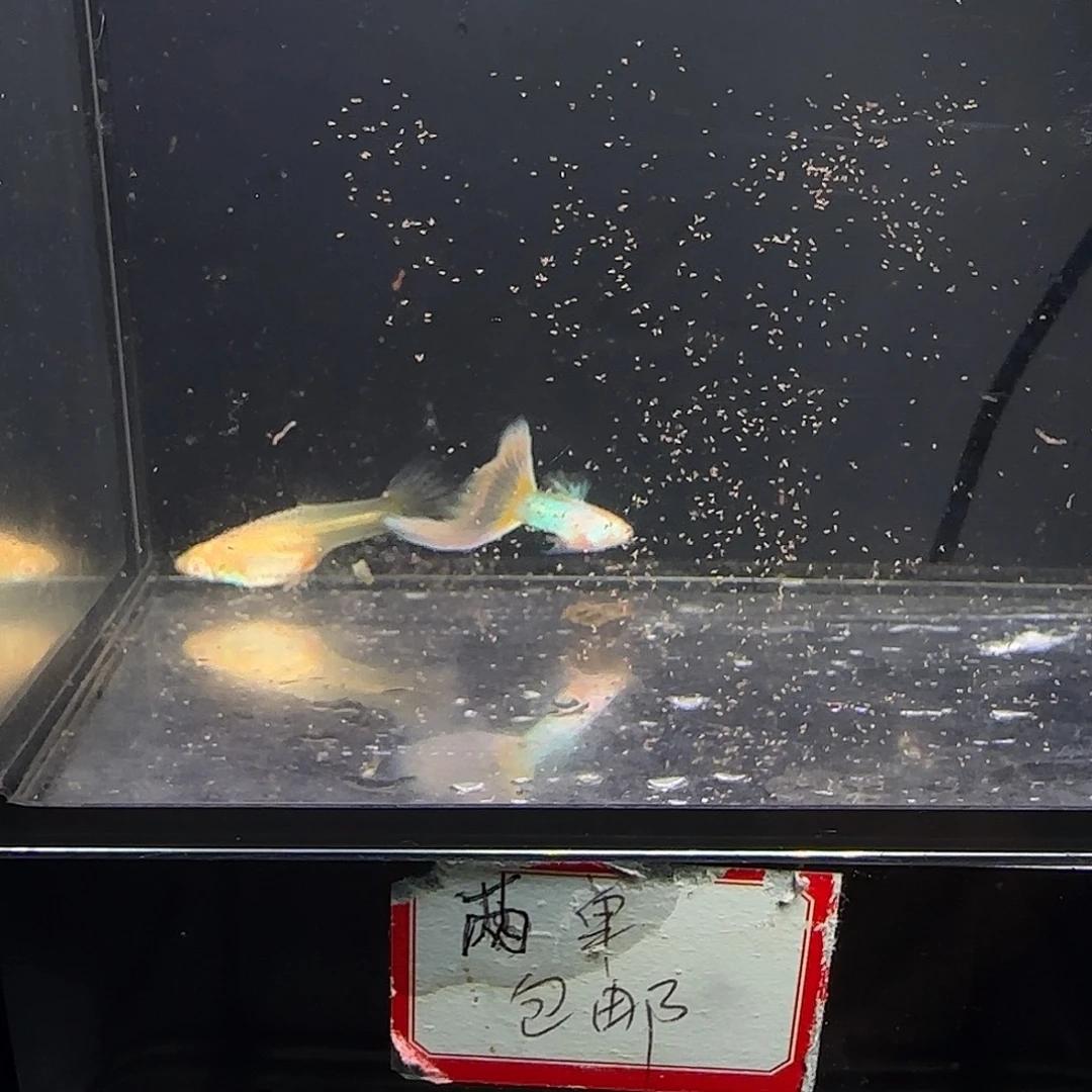 孔雀鱼极光幻彩一对