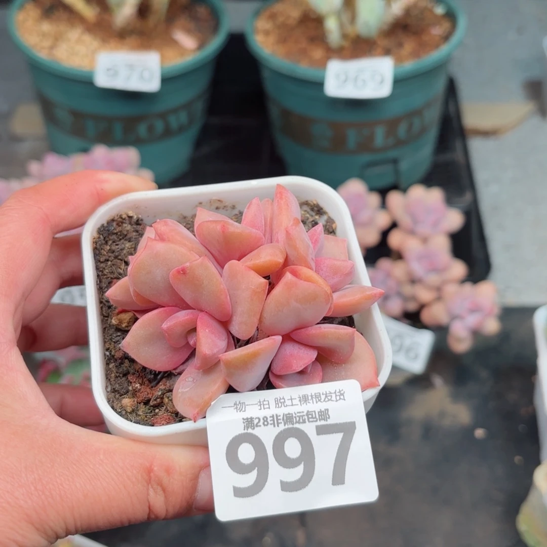彩虹糖整群无盆土发货