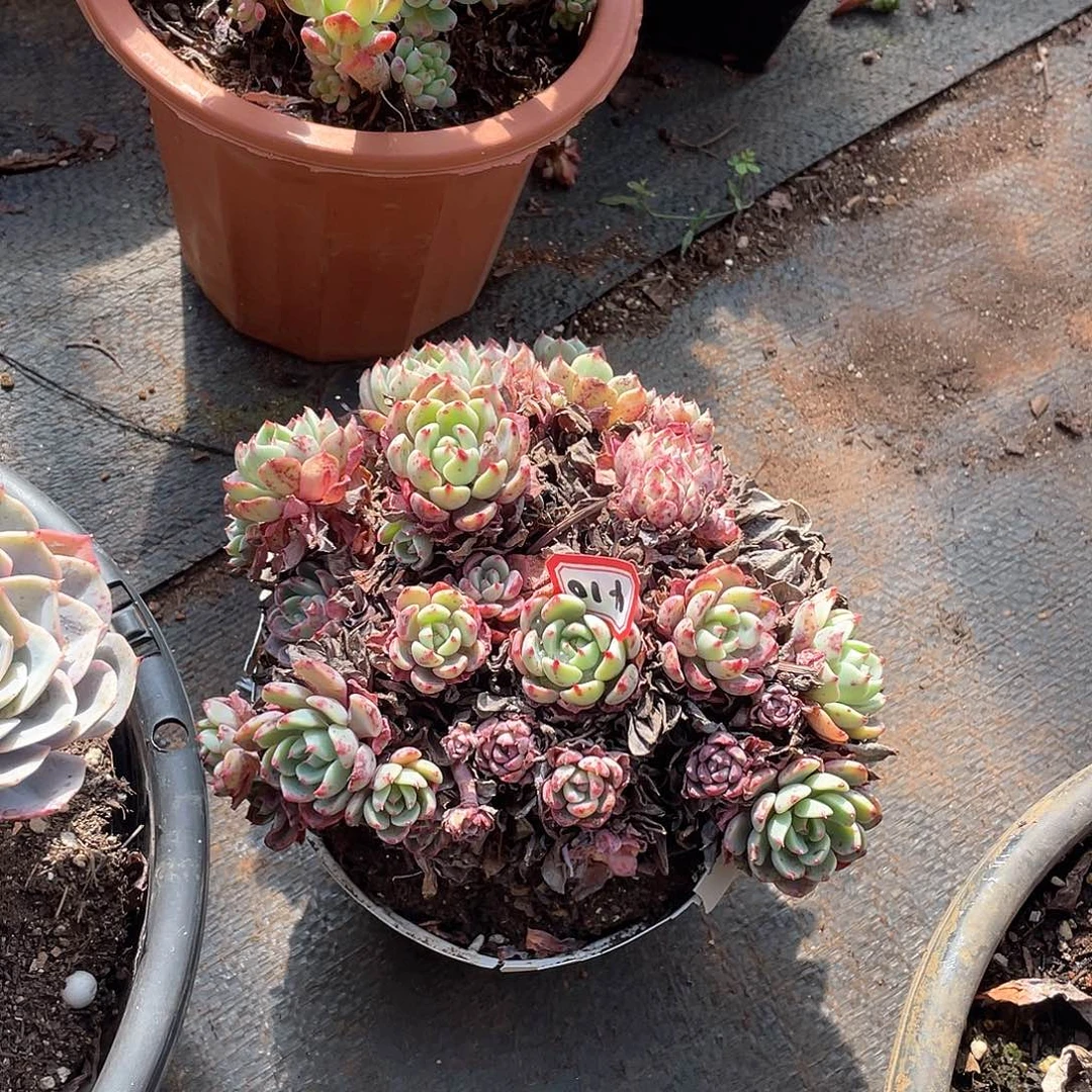 410娜娜 一物一拍多肉