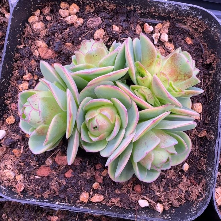 L66半城玫瑰墨染