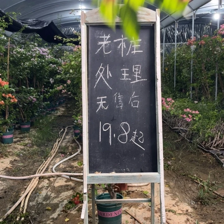 无花朵三角梅三角梅840