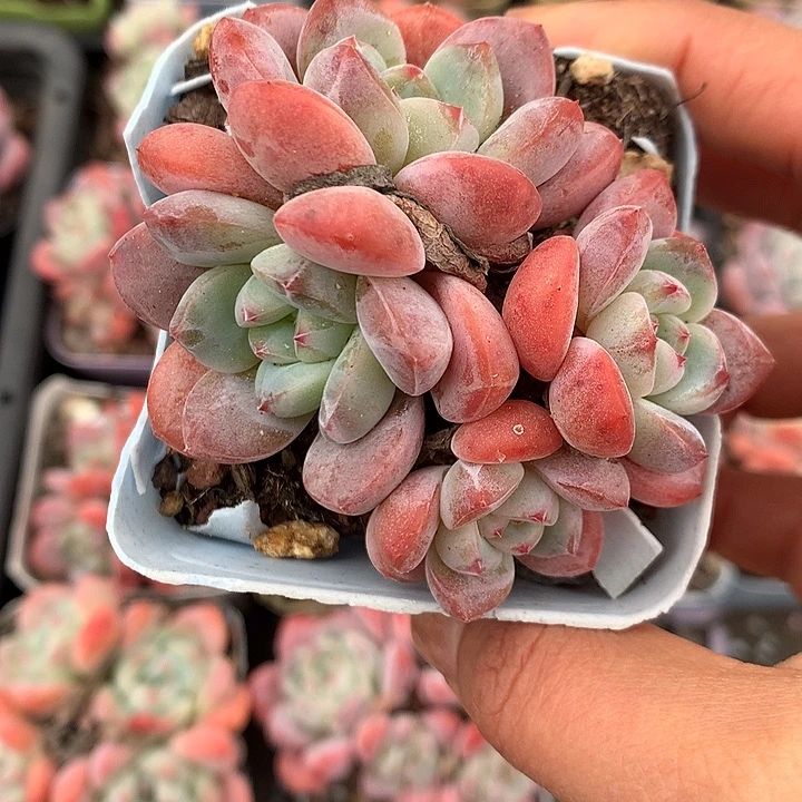 4头冰玉杂3颗脱土发货