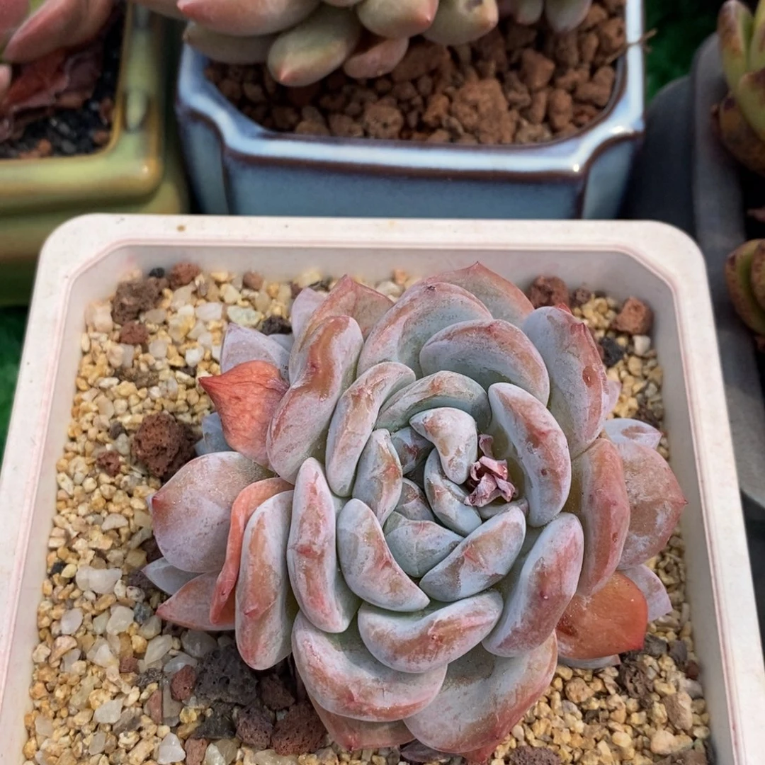 星影石榴心多肉植物盆栽