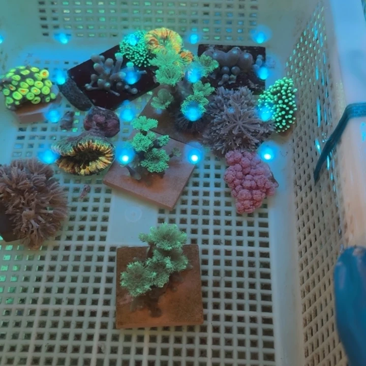 h***a奶嘴海葵绿叶22222