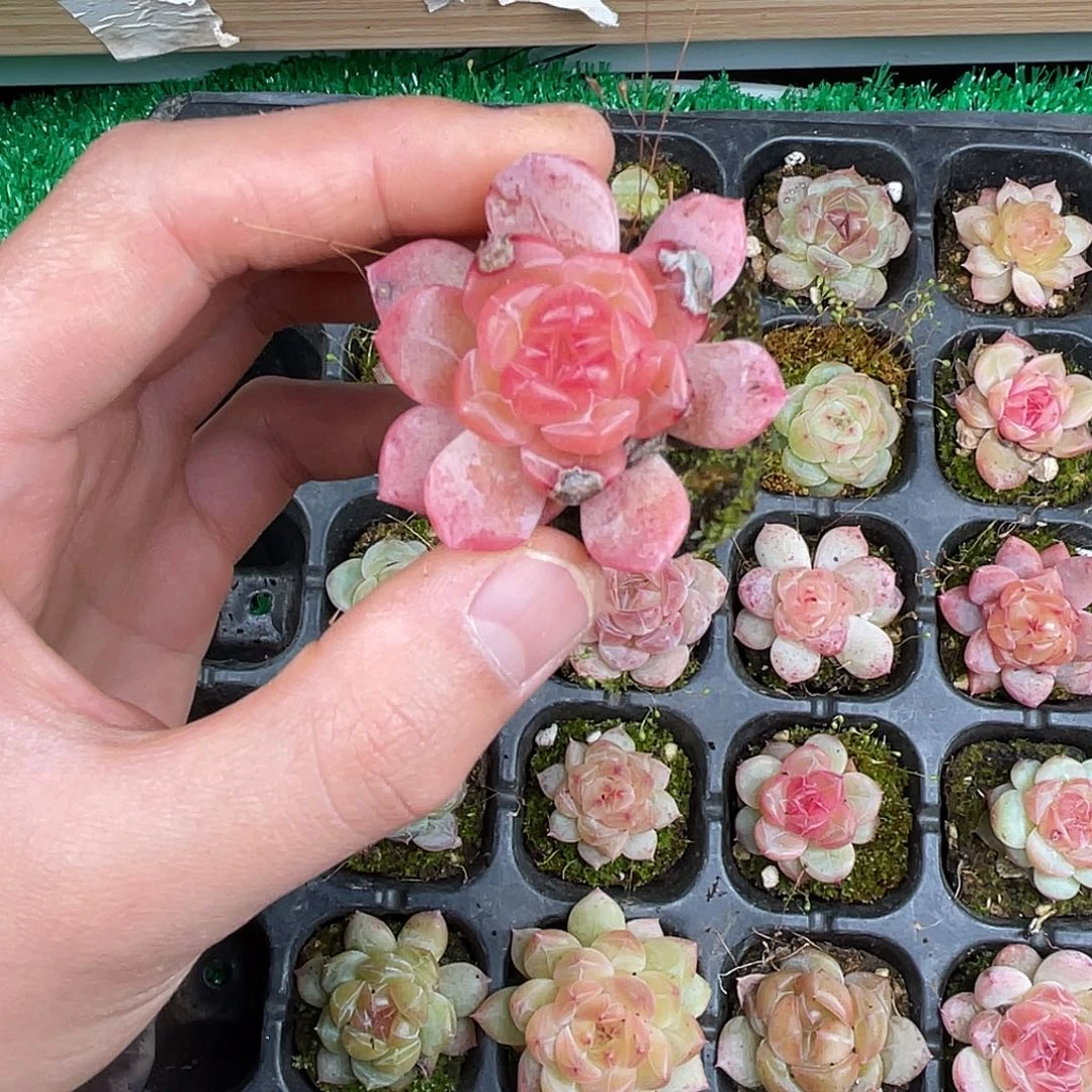 精品多肉一物一拍16-123