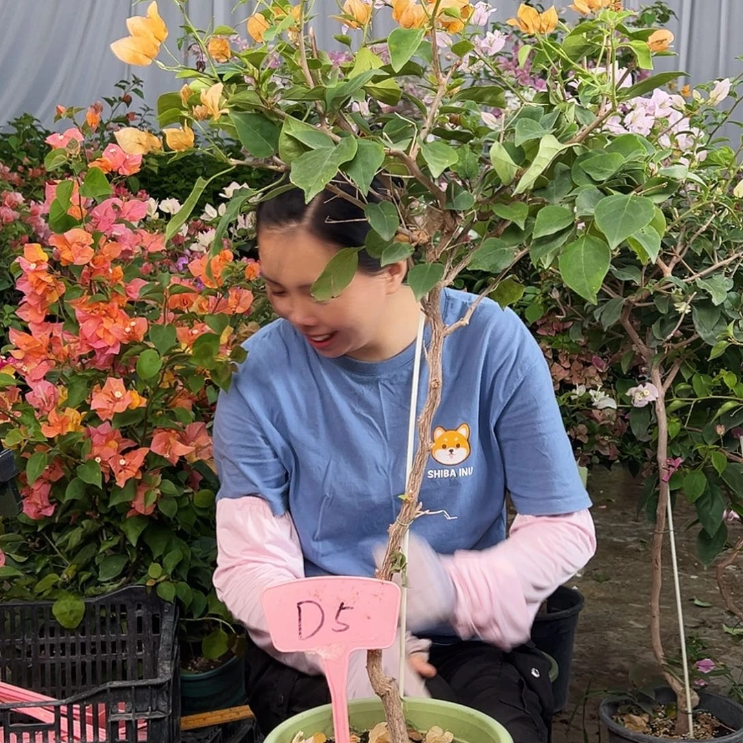 静***大部分花苞少量开放D.金色光辉