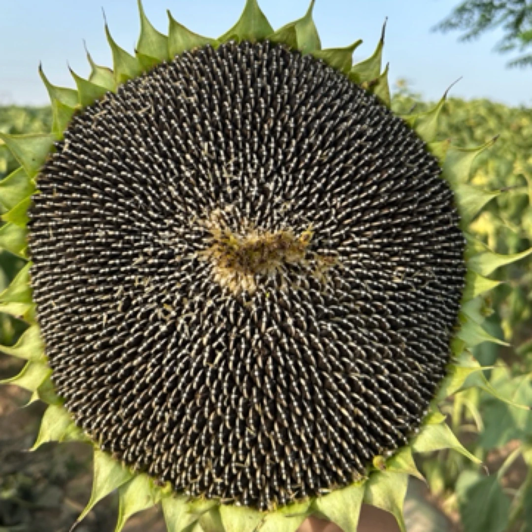 向日葵盘葵花子现采现发