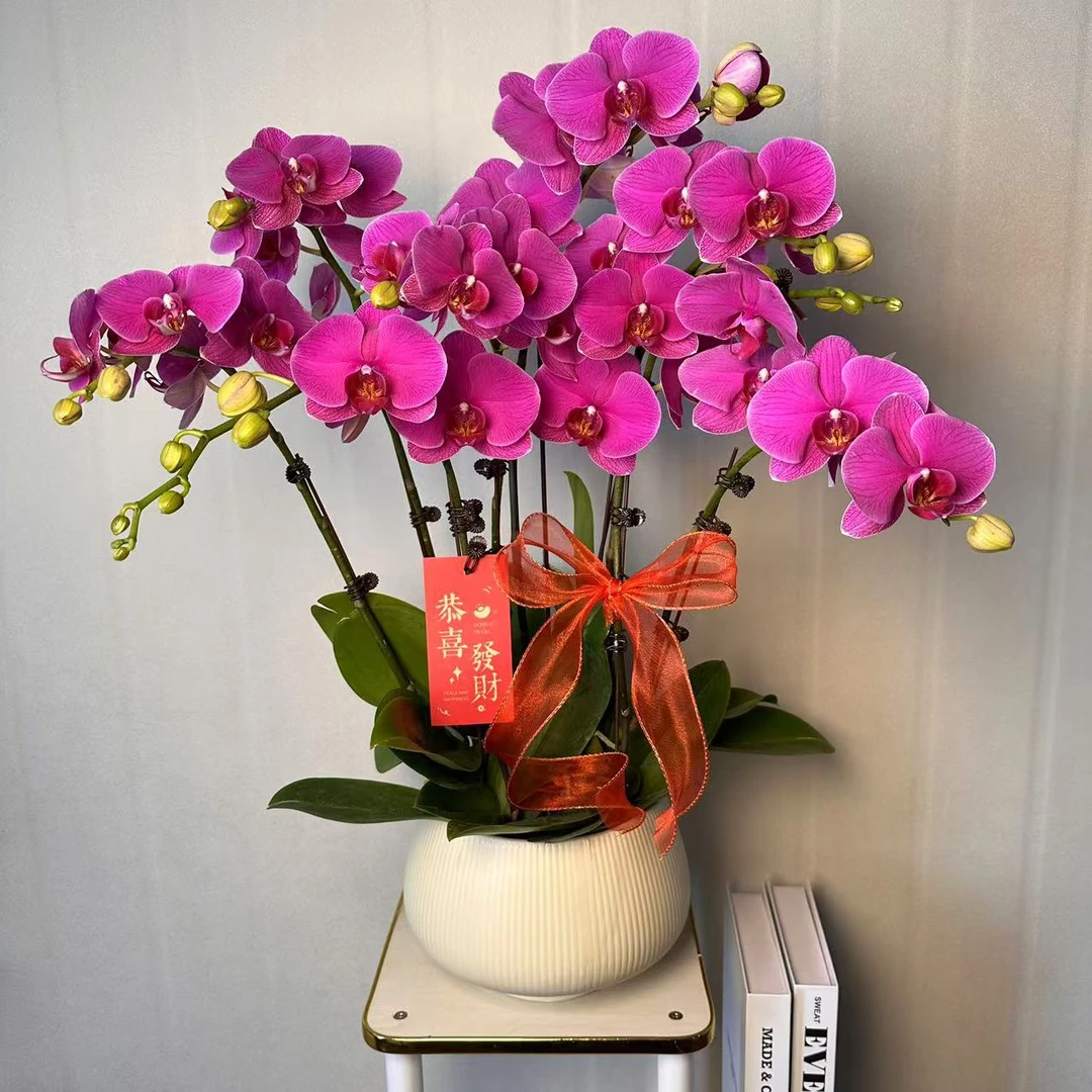 花椿舍【恭喜发财】精品蝴蝶兰耐开好养高品质带花带花苞室内高端花
