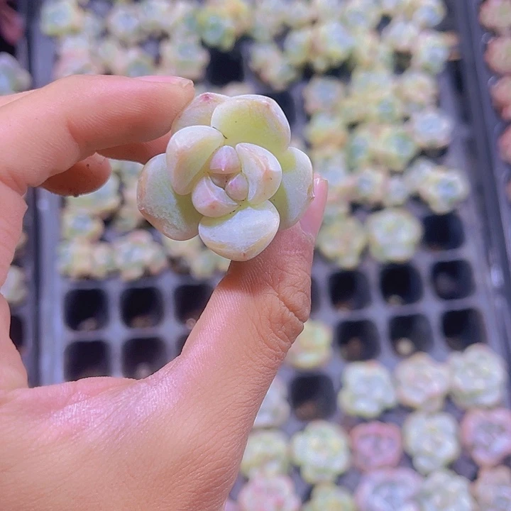 精品草莓啵啵多肉植物