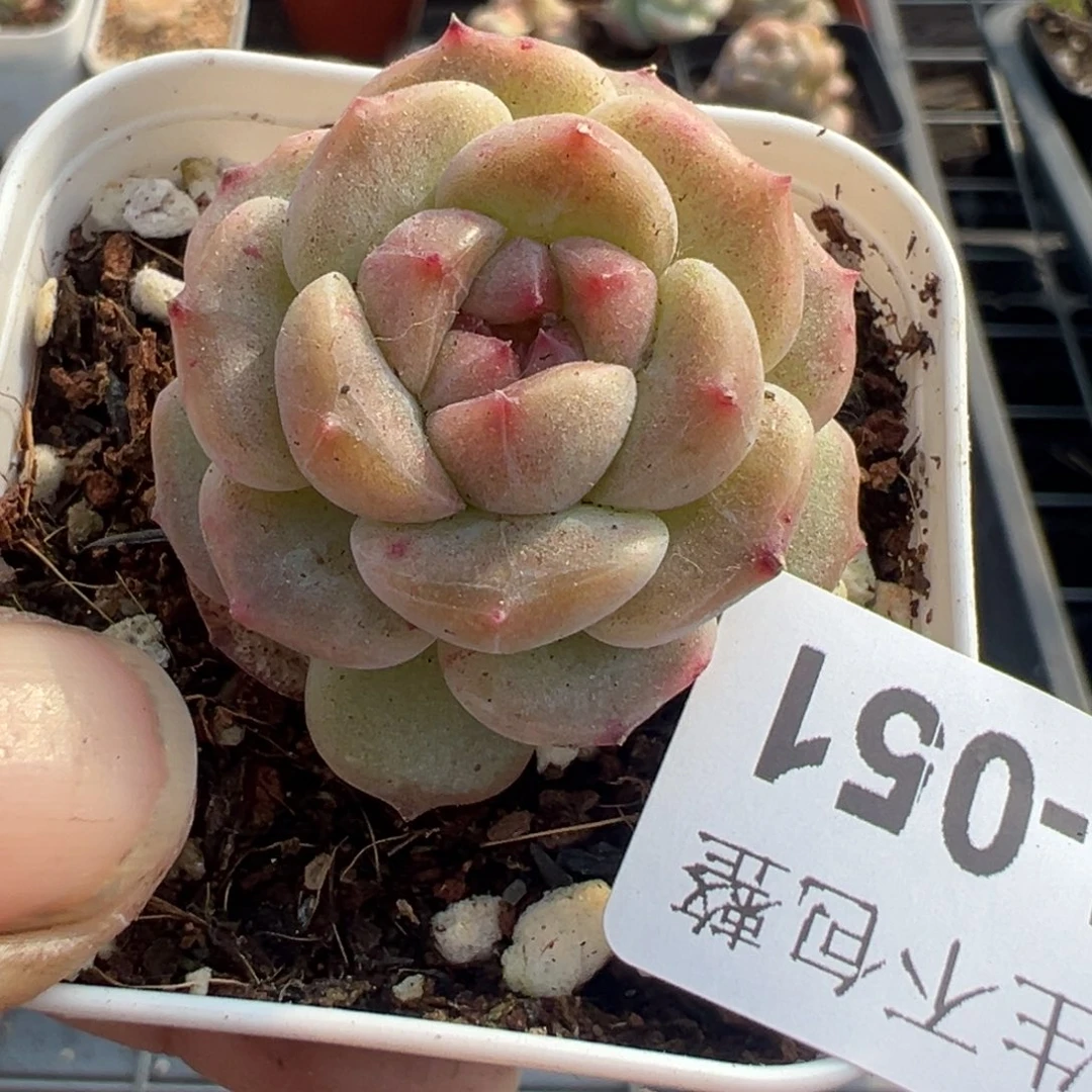 小卡拉米糖心一物一拍5-51