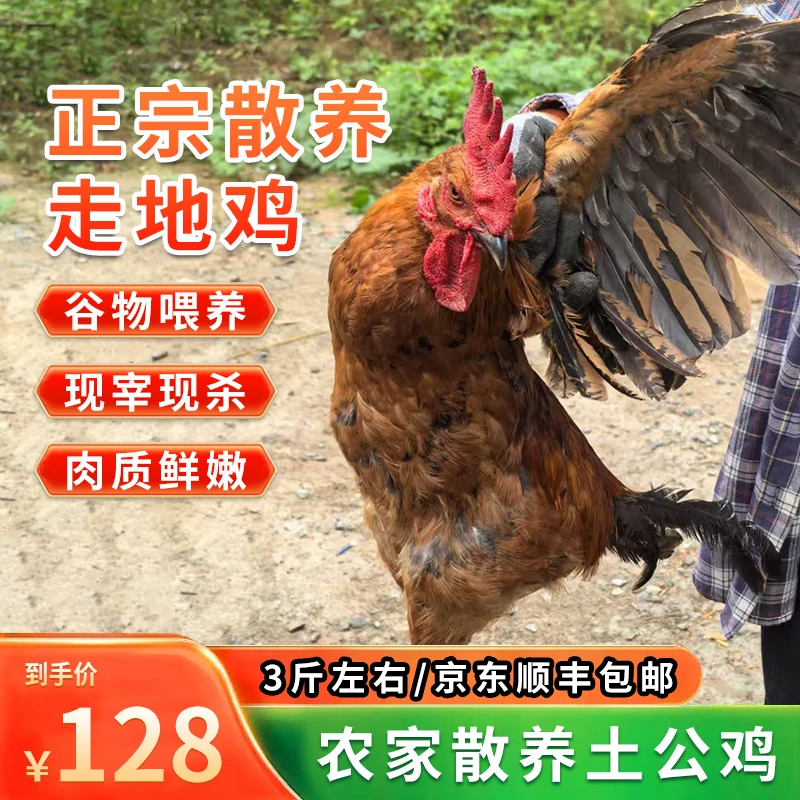 农家散养走地土黑鸡现宰现发公鸡京东顺丰冷链发货
