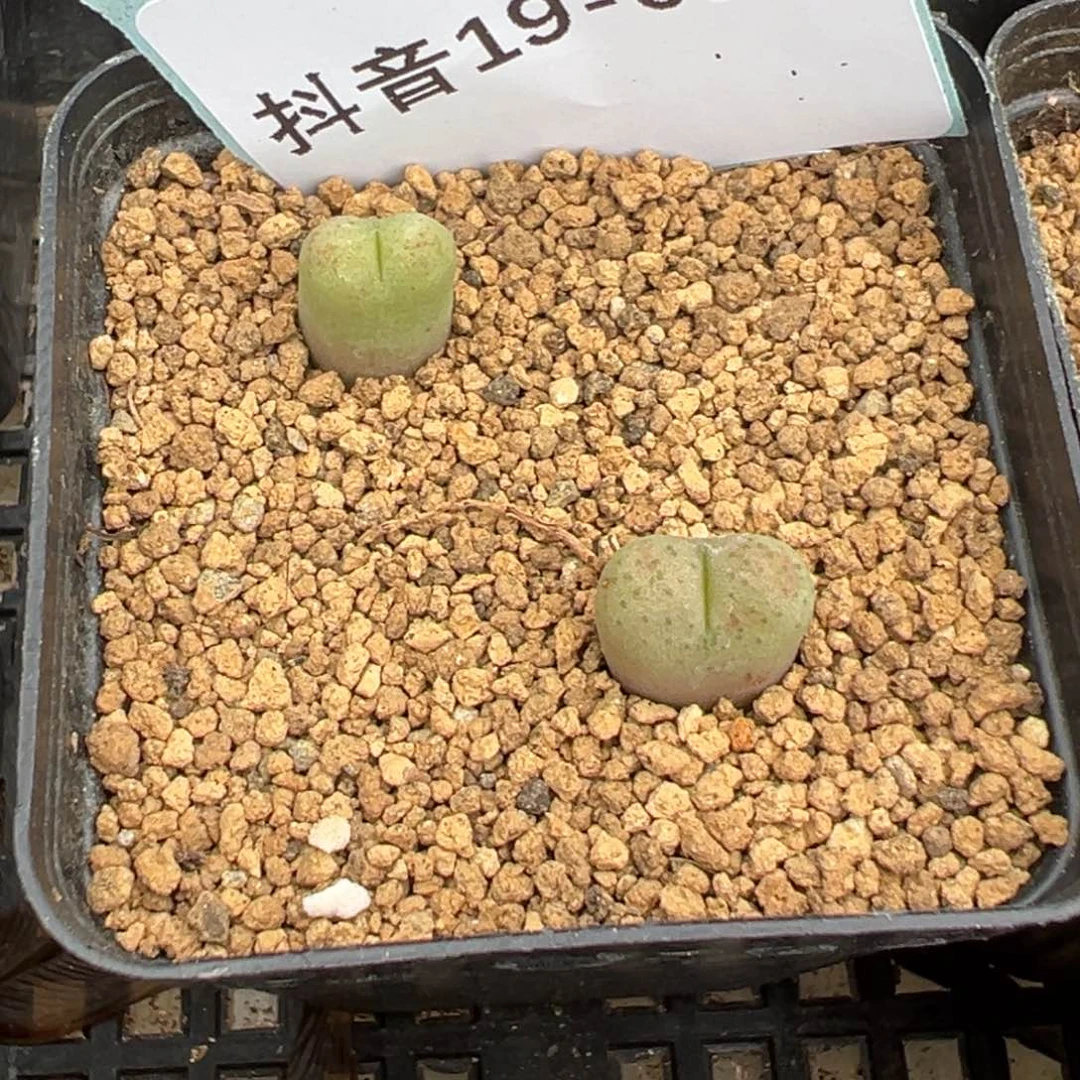 19-95鲁提辖多肉植物，
