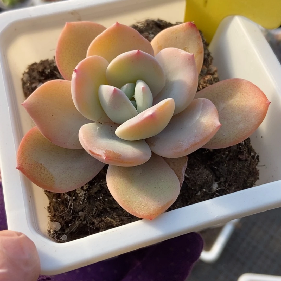 19奶茶多肉植物保护