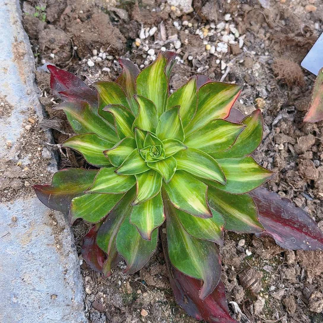 魅影中班七彩多肉植物六号