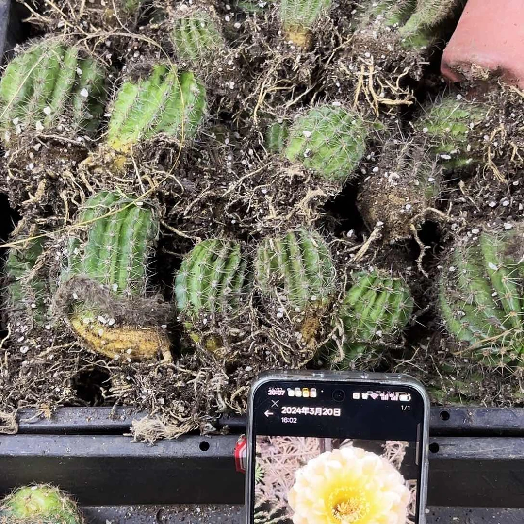 带根10品3-5 公分侧牙20包邮瑕疵
